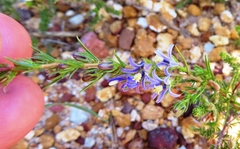 Wahlenbergia subulata