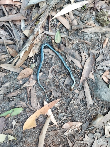 Common Tree Snake sighting