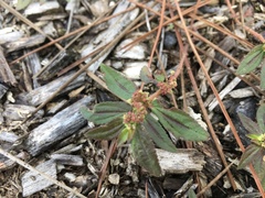 Euphorbia hirta image