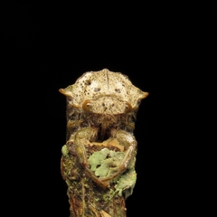Metcalfiella