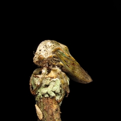 Metcalfiella