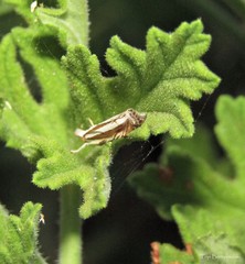 Mesocrambus candiellus