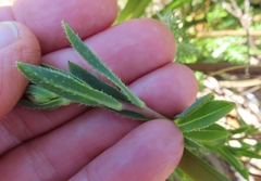 Lobostemon hottentoticus