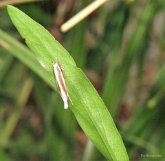 Mesocrambus candiellus