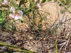 Lobostemon hottentoticus