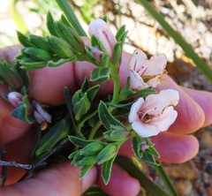 Lobostemon hottentoticus