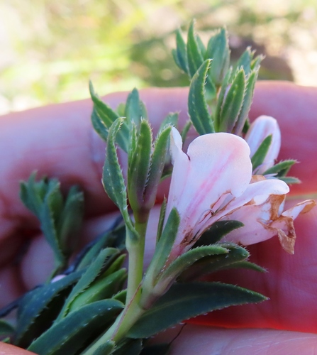 Image of Helderberg Healthbush (Lobostemon hottentoticus) by (c) linkie, some rights reserved (CC BY)