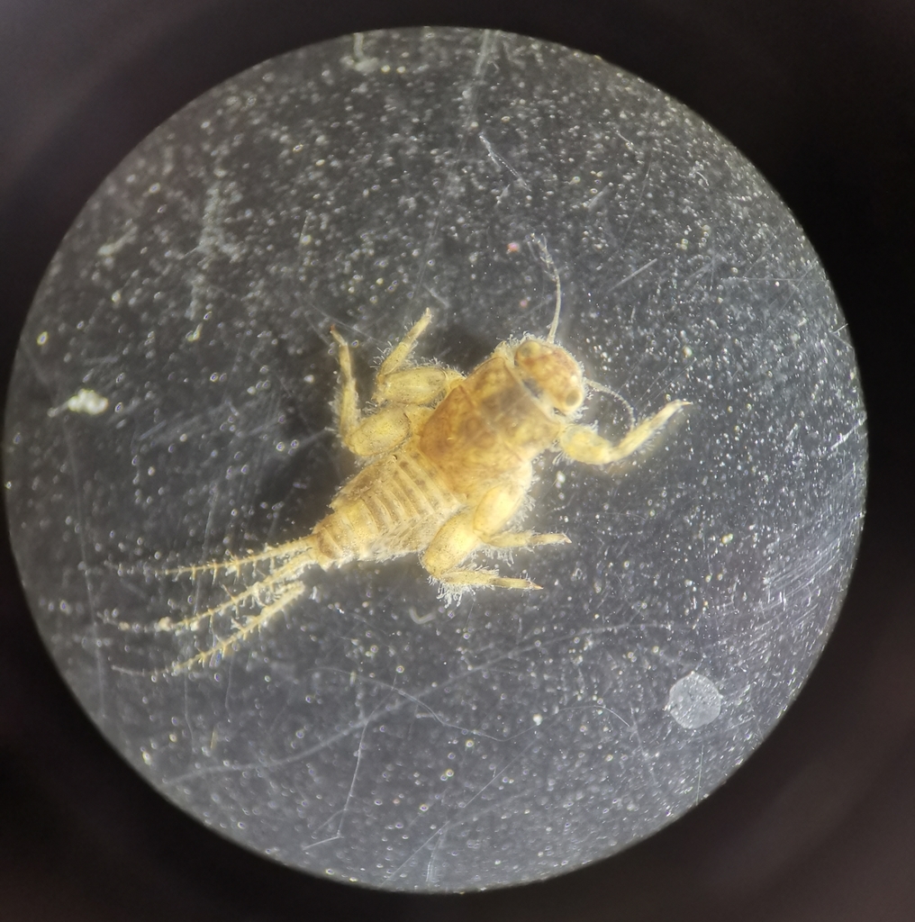 Torleya major