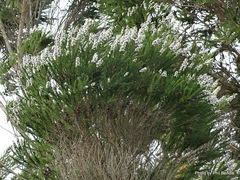 Taxandria juniperina