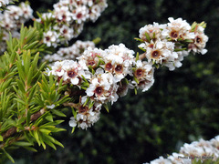 Taxandria juniperina