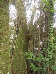 Rigidoporus ulmarius