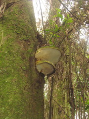 Rigidoporus ulmarius