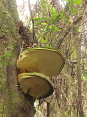 Rigidoporus ulmarius