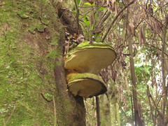 Rigidoporus ulmarius