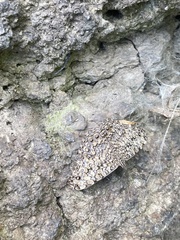 Hamadryas feronia