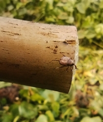 Neochetina eichhorniae