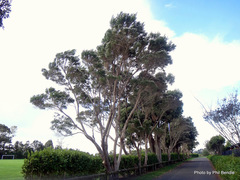 Taxandria juniperina