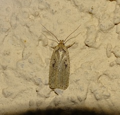 Agonopterix yeatiana