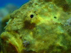 Antennarius multiocellatus