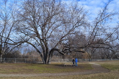 Acer saccharinum