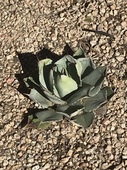 Agave parryi truncata