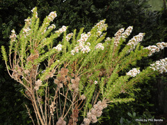 Taxandria juniperina