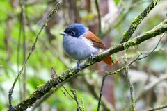 Terpsiphone bourbonnensis bourbonnensis