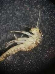 Centroptilum luteolum