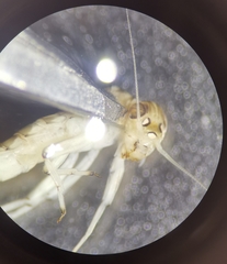 Centroptilum luteolum