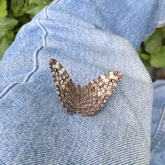 Hamadryas feronia