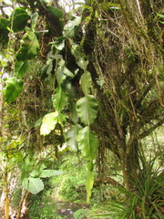 Rhipsalis pachyptera