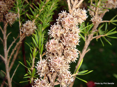 Taxandria juniperina