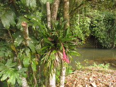 Billbergia amoena