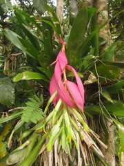 Billbergia amoena