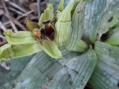Ophrys sphegodes massiliensis