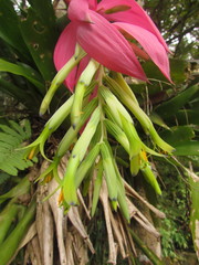 Billbergia amoena