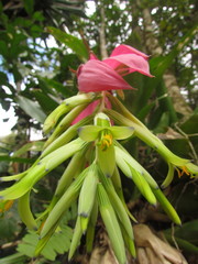 Billbergia amoena