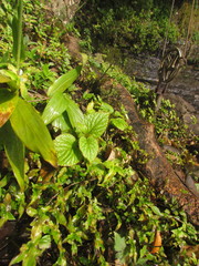 Siphocampylus sevegnaniae