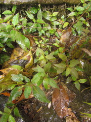 Persicaria sylvestris