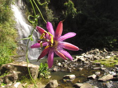 Passiflora loefgrenii