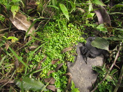 Callitriche rimosa
