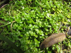 Callitriche rimosa