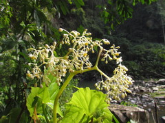 Begonia convolvulacea