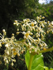 Begonia convolvulacea