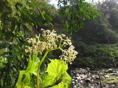 Begonia convolvulacea