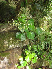 Begonia convolvulacea