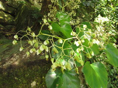 Begonia convolvulacea
