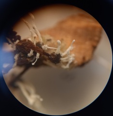 Polycephalomyces tomentosus