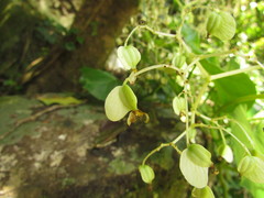 Begonia convolvulacea