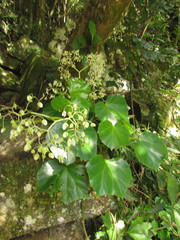 Begonia convolvulacea